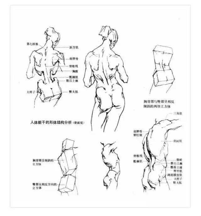 广州画室速写人体动态结构大解析来了!