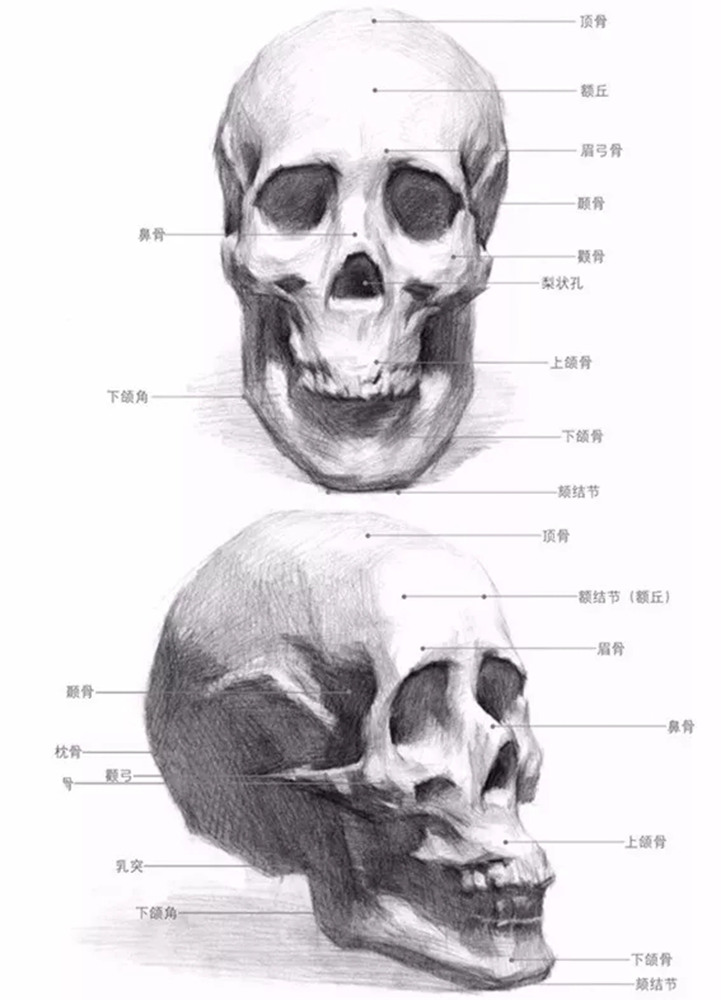 素描干货 从静物到头像 广州画室觉得头骨需要重点掌握,02