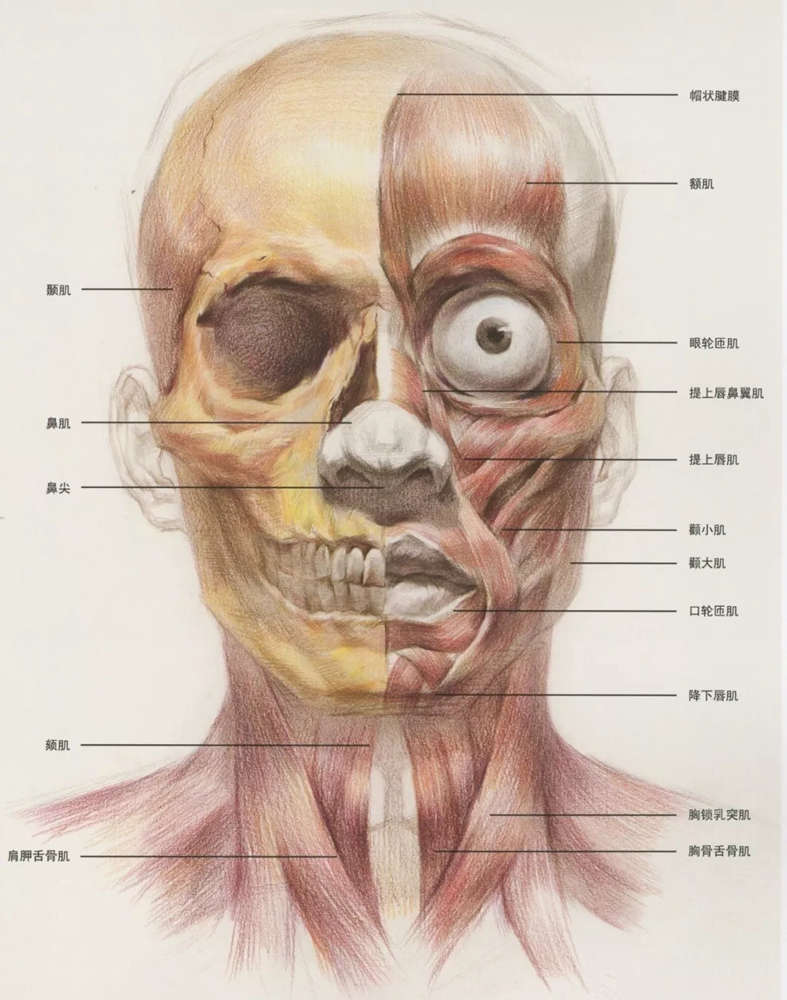 广州画室超强干货丨从结构学习素描头骨的刻画细节,01