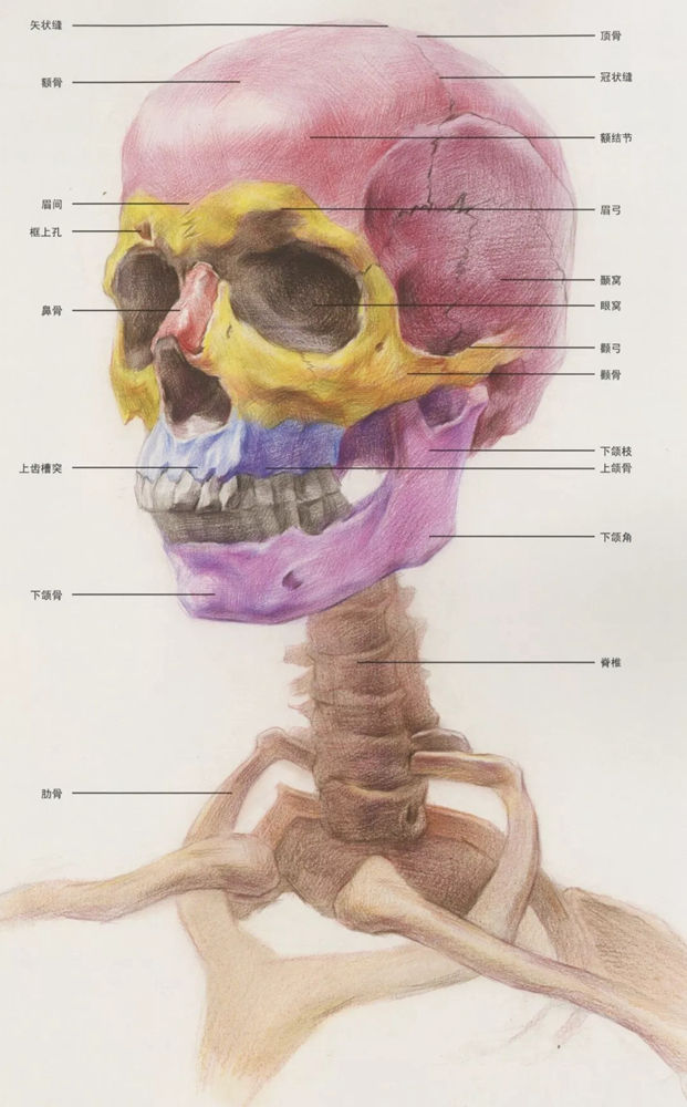 广州画室超强干货丨从结构学习素描头骨的刻画细节,03