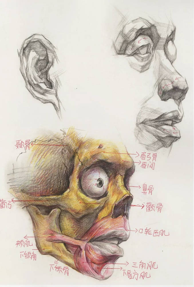 广州画室超强干货丨从结构学习素描头骨的刻画细节,05