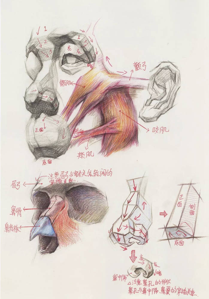 广州画室超强干货丨从结构学习素描头骨的刻画细节,06