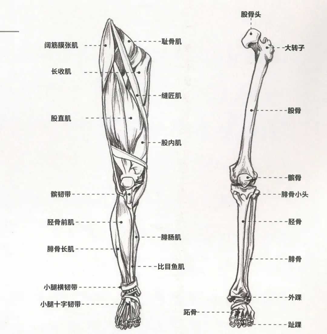 马上校考了，速写下肢不会画的赶紧看看广州画室老度的宝库附图3