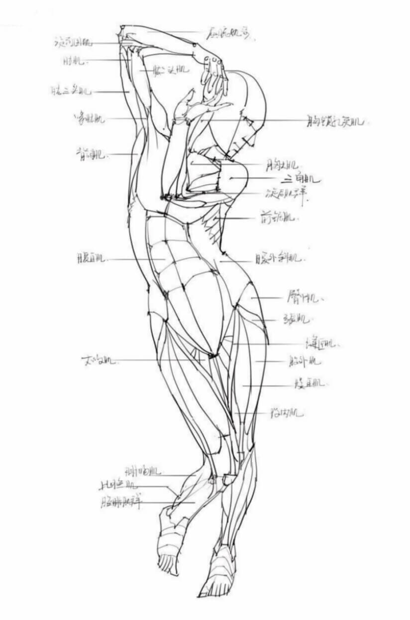 跟着广州画室老师学习速写肌肉训练法，绝对不能错过4