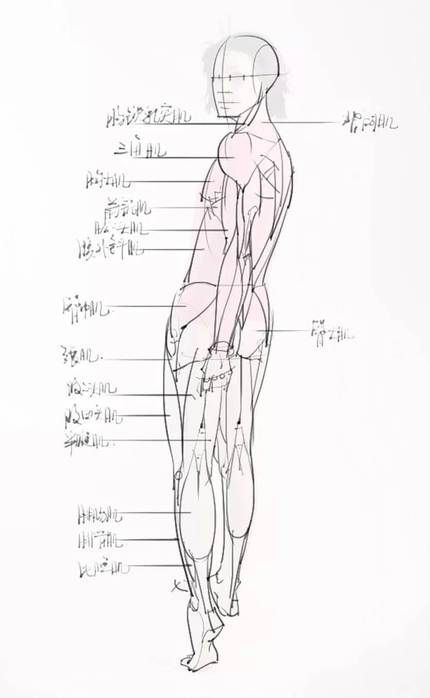 跟着广州画室老师学习速写肌肉训练法，绝对不能错过6