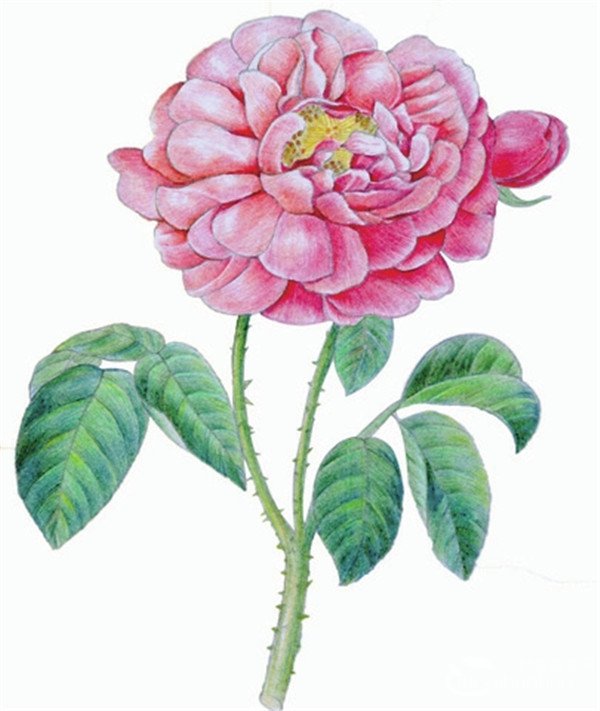 美术画水粉花卉的6大关键点-广州画室